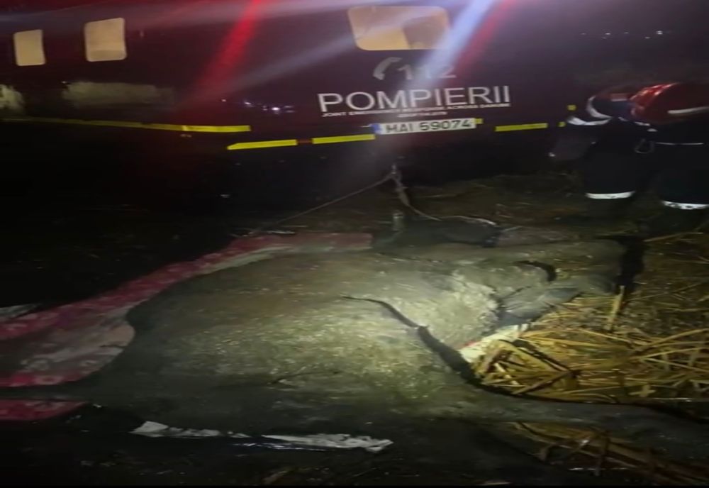 FOTO Bovină salvată dintr-o mlaștină. Intervenție dificilă pentru pompierii tulceni