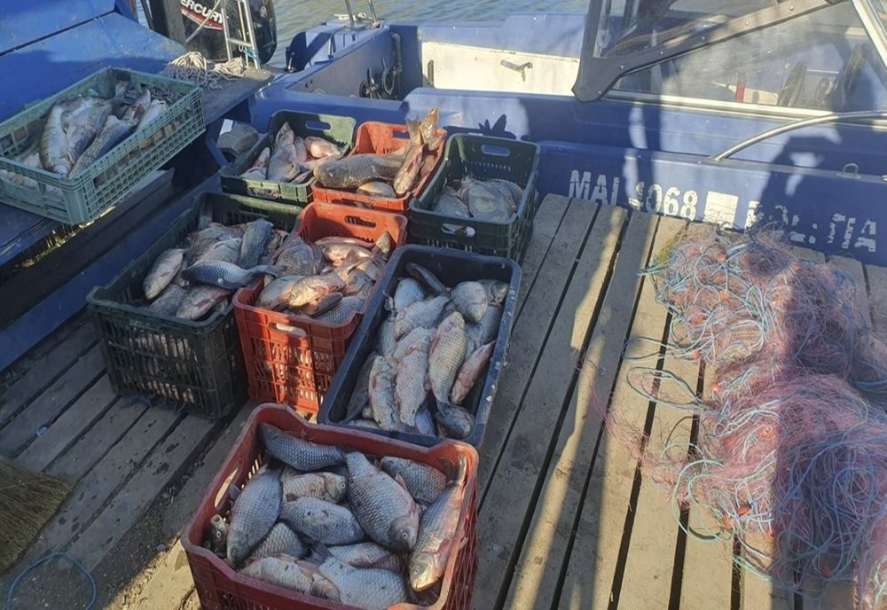 VIDEO Braconaj pe lacul Sinoe -1000 metri de plase cu 207 kilograme de pește scoase de polițiștii de frontieră 