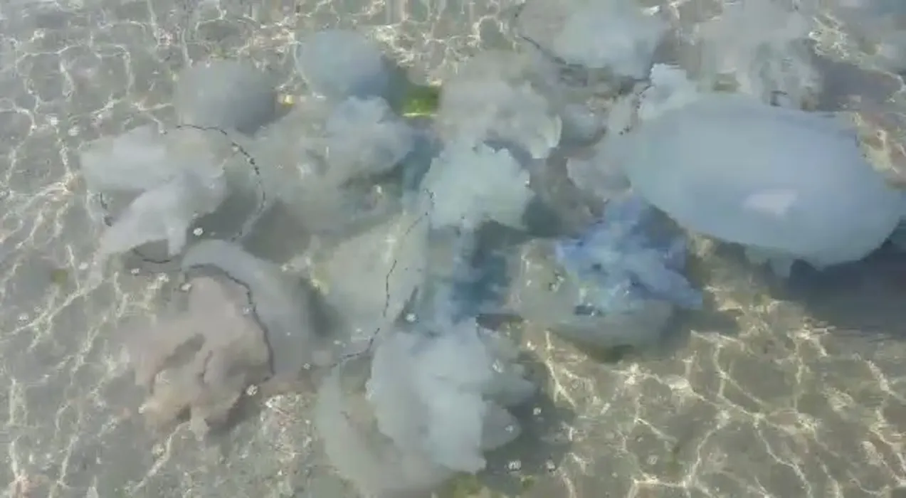 Valuri de meduze eșuate pe litoralul românesc: fenomen natural legat de temperaturile ridicate