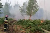 Incendiu de mari proporții în Tulcea. Flăcările au mistuit 22 de hectare de pădure de pe malul Dunării