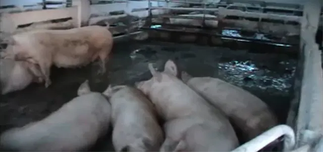 PORCI-COMPLEX-SATU-NOU