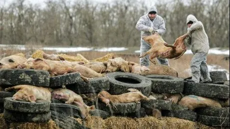 criza_pestei_porcine_ialomita_89529000_84519200