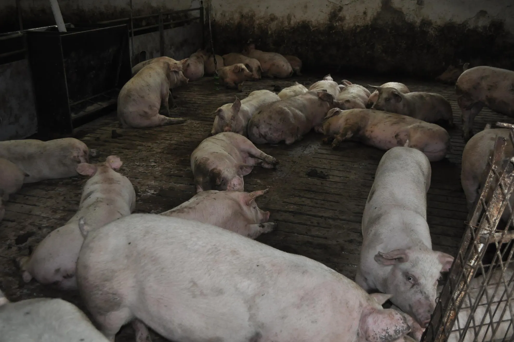 porcine