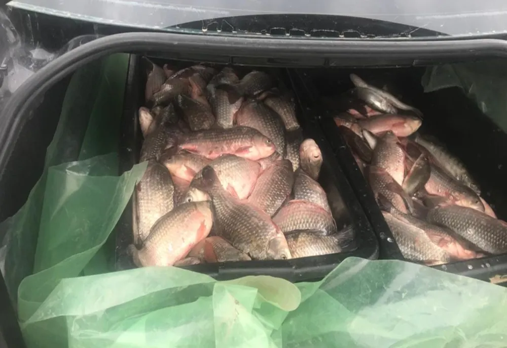 85 de kilograme de pește au fost confiscate de polițiștii tulceni
