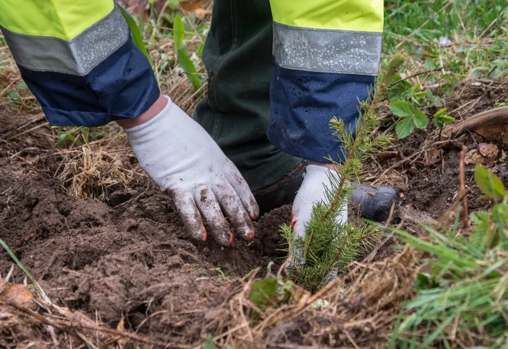 178 de hectare vor fi împădurite în Tulcea în campania de toamnă
