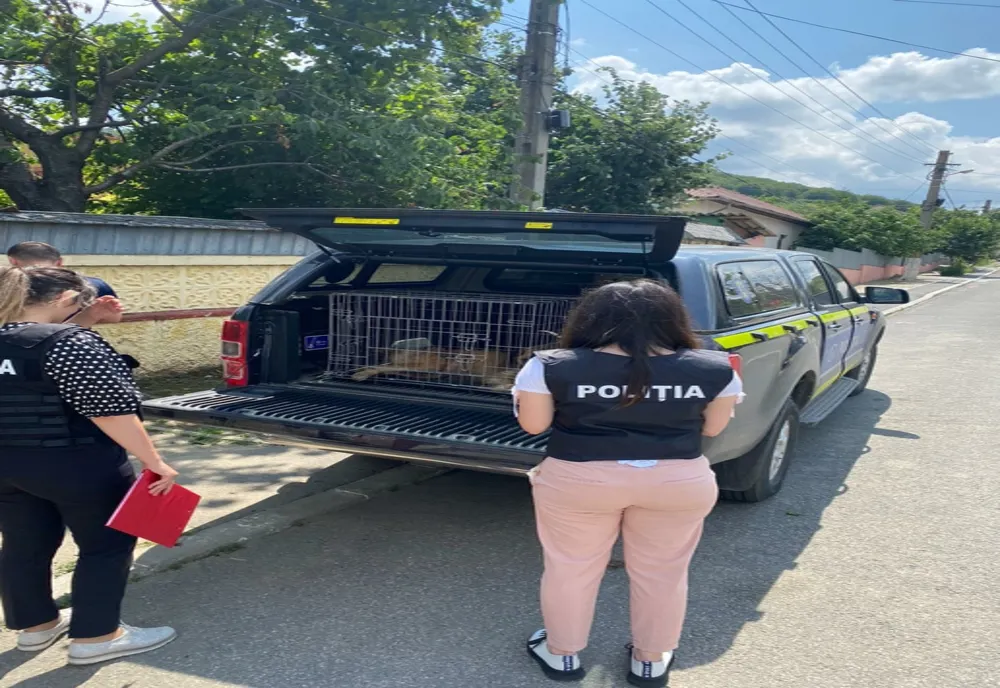 Câine rănit, salvat de polițiști și medici veterinari