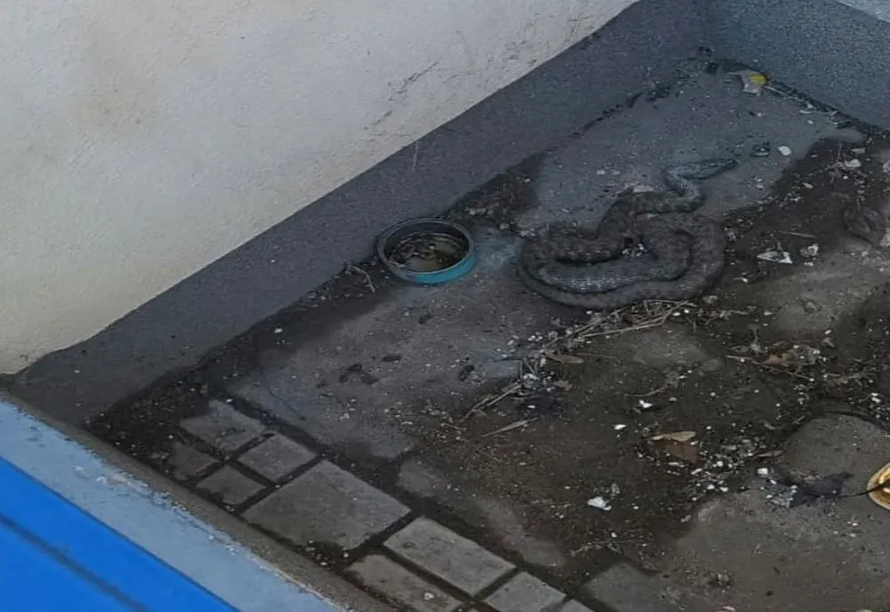 Panică într-o zonă publică din Tulcea. Șarpe capturat de jandarmi