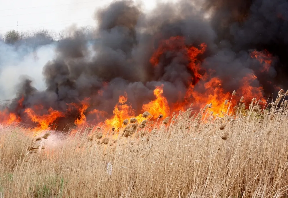 50 de hectare de vegetație uscată au ars în urma unui incendiu în Delta Dunării