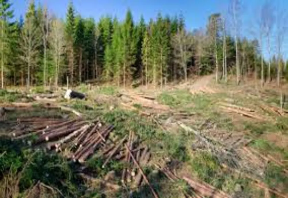 Anchetă devastatoare a presei străine despre tăierile ilegale din pădurile din România. Cum acționează mafia defrișărilor