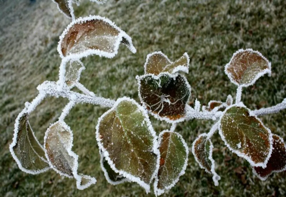 Prognoza meteo 28 aprilie. Alertă de vreme rece, vânt și brumă