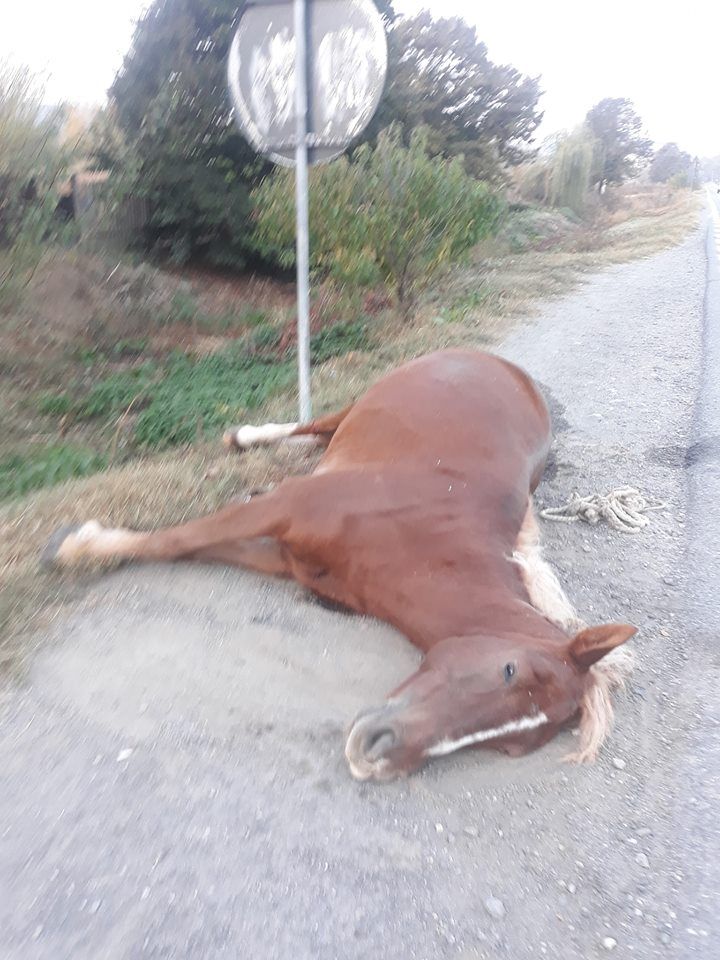 44586010_193018834928523_1269187244267143168_n