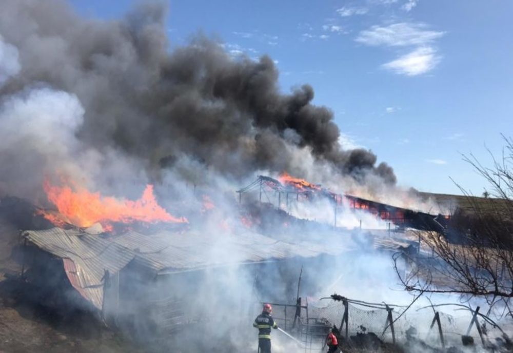 Adăpost de animale din Somova cuprins de flăcări 