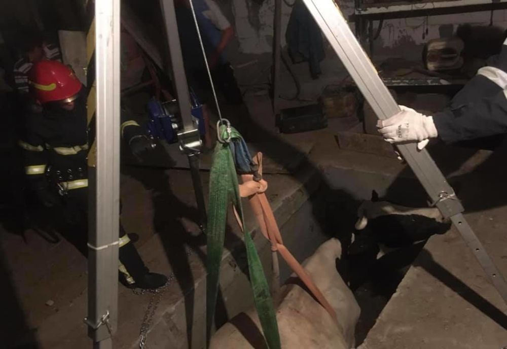 FOTO| Intervenție dificilă a pompierilor! Au fost solicitați să scoată o vacă dintr-o rampă 