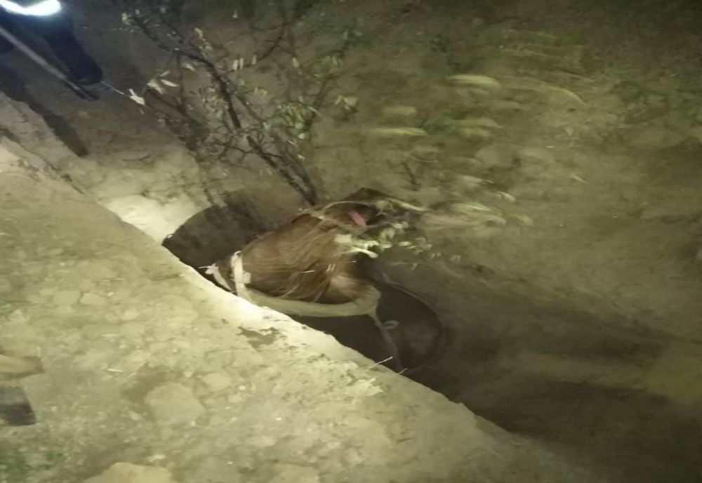 Cal salvat de pompieri dintr-o groapă 