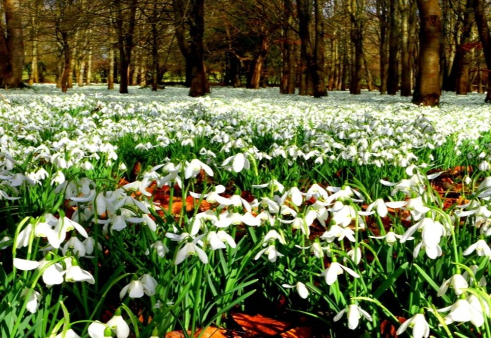 Amendă uriașă primită de patru persoane prinse la furat de ghiocei în Parcul Național Munții Măcinului