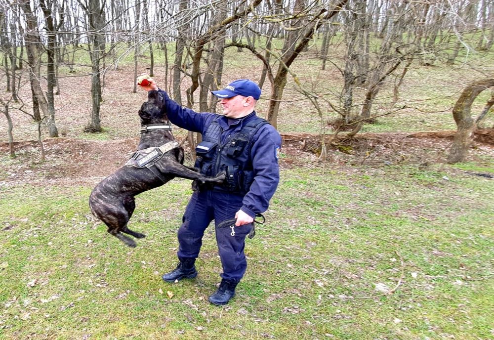 Jandarmii tulceni și-au întărit rândurile cu un câine de serviciu