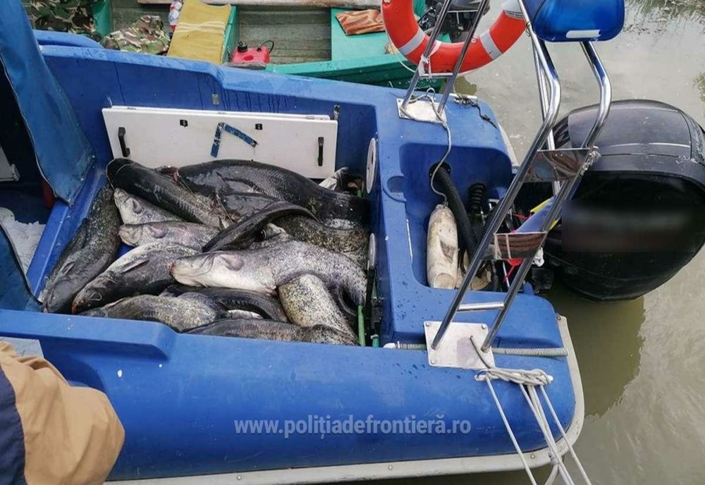 Peste 174 kilograme de pește, depistate de polițiștii de frontieră tulceni