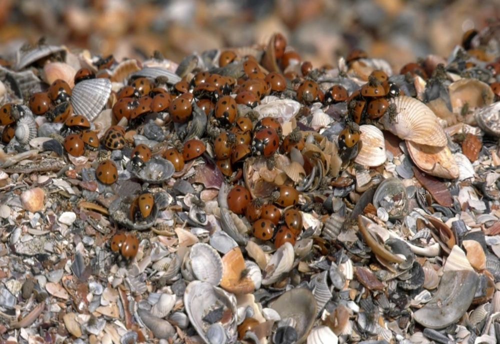 FOTO VIDEO Alarmant! Invazie de buburuze în Mamaia