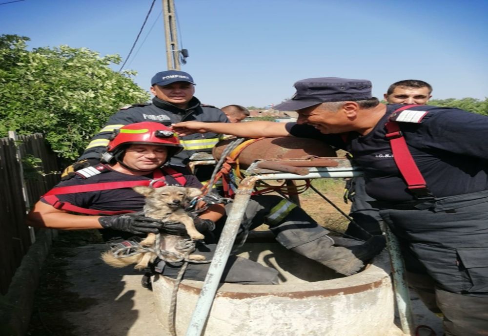 Cățel salvat de pompieri din fântână