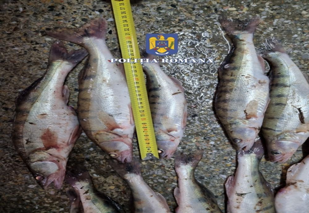 VIDEO Poliția, razie la braconierii din Delta Dunării