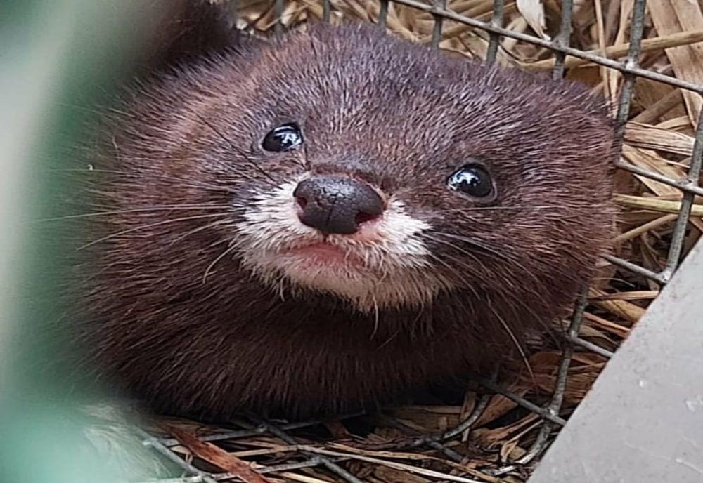 Avem nurcă europeană la vest de Isaccea