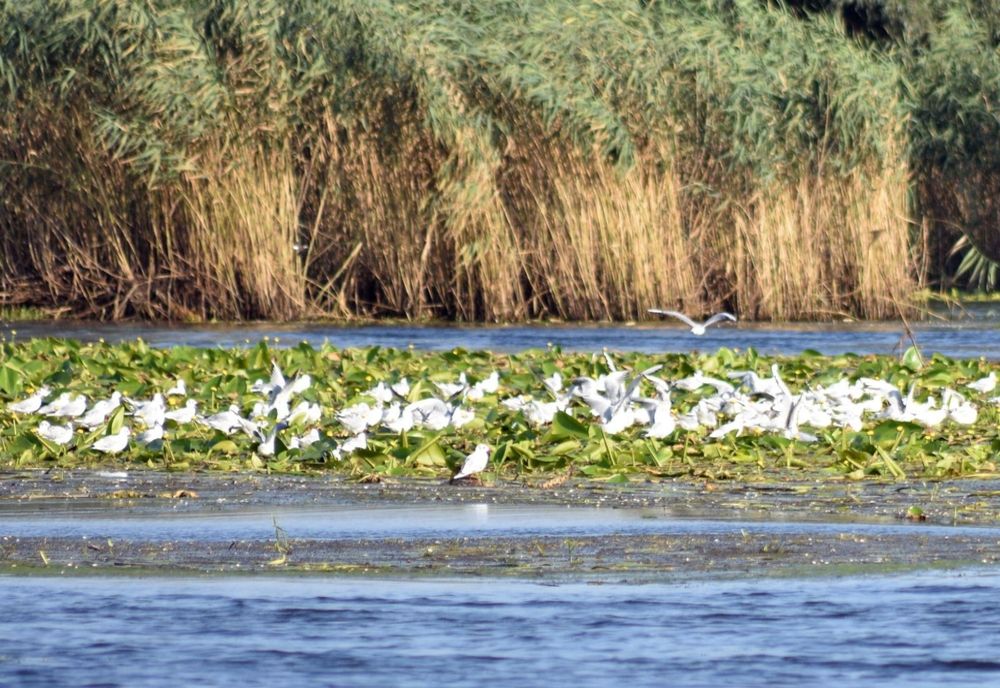 Institutul pentru Protecţia Mediului, avertisment după lucrările la Canalul Bîstroe începute de Ucraina