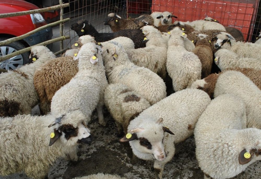 Tulcea. Transport ilegal de miei depistat în trafic.Transportatorul, proprietarul şi medicul veterinar, amendaţi