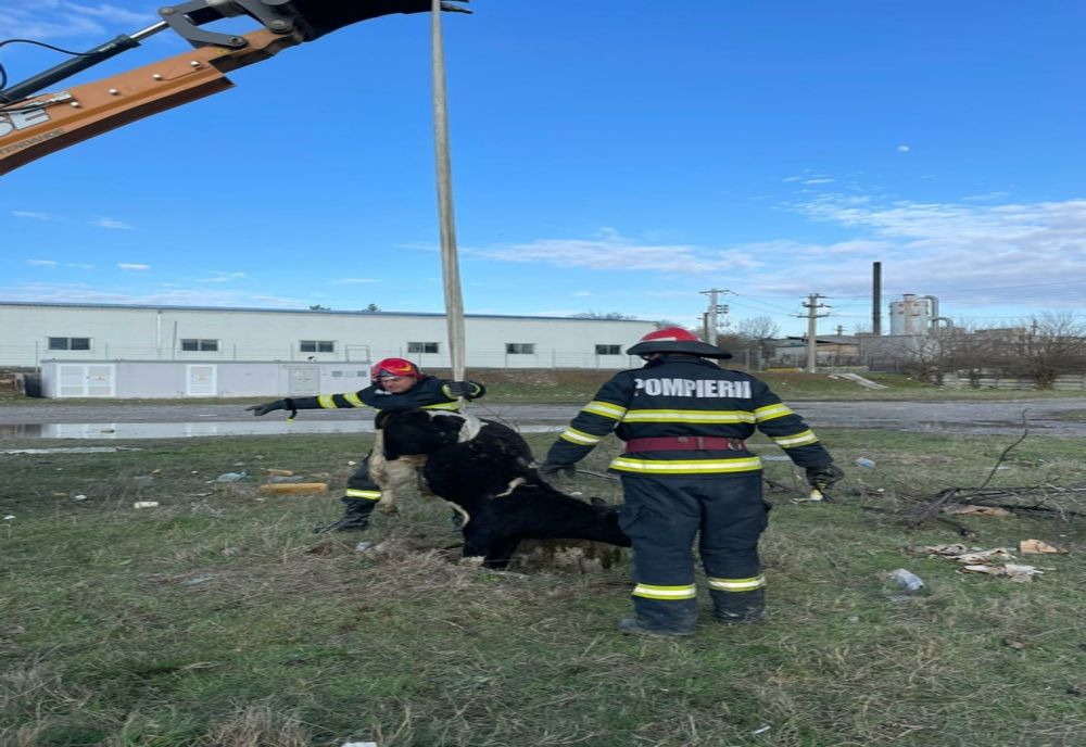 Vacă salvată dintr-un canal cu un buldoexcavator