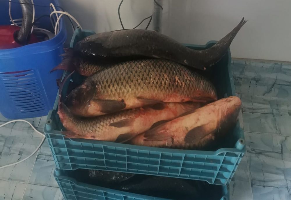 VIDEO Prins cu gențile pline cu pește în zona bacului de la I.C. Brătianu