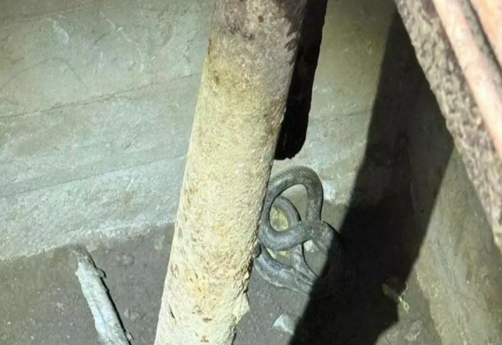 Șerpi de aproximativ 1,5 metri, descoperiți în beciul unei gospodării din Tulcea! Au intervenit jandarmii