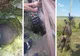 Pompierii au salvat o vacă dintr-o fântână adâncă de şase metri