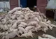 Pestă porcină africană confirmată şi ultimul complex de creştere a porcilor din judeţul Tulcea!