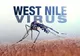 Alarmant: Primul caz de infecţie cu West Nile confirmat şi la Tulcea!