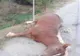 Doi cai au fost omorâţi la Somova, loviţi de o maşină condusă de o femeie de 56 de ani
