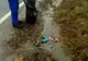 Rețea de traficanți de droguri destructurată de polițiști și procurori DIICOT. Șapte persoane au fost arestate