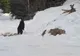 Două copile de 15 ani, căzute în cariera Bididia, salvate de alpiniştii salvatori ai ISU Tulcea
