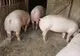 Ordin de ministru pentru numărul maxim de porci ce mai pot fi crescuți în gospodărie