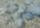 Valuri de meduze eșuate pe litoralul românesc: fenomen natural legat de temperaturile ridicate
