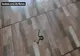 Panică într-un centru de carantină, din Tulcea: o femeie a găsit un șarpe în cameră