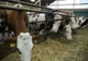 S-a prelungit schema de ajutor de stat în sectorul creșterii animalelor