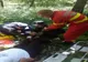 FOTO Constănțeancă accidentată în Munții Măcinului, salvată la limită de pompieri