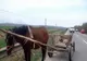 Hoți de mici. Au  furat caruța și calul din curtea unei case