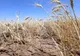 România, lovită de CANICULĂ și SECETĂ - prognoza meteo pe o lună