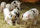 Carnea de porc, un lux din import de Crăciun - Anunțul fermierilor români - Producția, decimată de pesta porcină africană