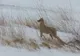 Liber la vânătoarea de șacali în Rezervația Biosferei Delta Dunării