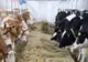 Planul ce accelerează FOAMETEA: 13 țări din lume, inclusiv SUA, au semnat ACORDUL de închidere a fermelor
