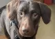 Coco, câinele ”alcoolic”, a fost salvat de veterinari. Este primul caz de acest fel