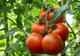 Primele roșii românești vor ajunge pe tarabe la preț dublu față de anul trecut. Ce spun agricultorii