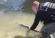VIDEO Braconier prins cu un sturion în mașină