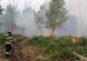 Incendiu de mari proporții în Tulcea. Flăcările au mistuit 22 de hectare de pădure de pe malul Dunării